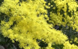 Visite thématique « L’Odyssée des Mimosas »_Rayol-Canadel-sur-Mer © Goscha Besançon