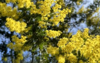 Visite thématique « L’Odyssée des Mimosas »_Rayol-Canadel-sur-Mer © Goscha Besançon