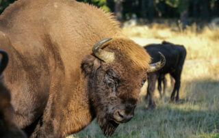 Réserve des Bisons d'Europe
