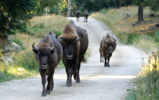 Réserve des Bisons d'Europe