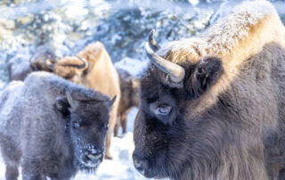 Réserve des Bisons d'Europe_Sainte-Eulalie