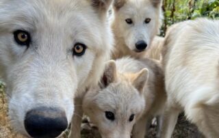 Le parc des loups du Gévaudan_Saint-Léger-de-Peyre