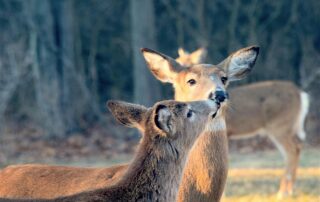 Balade : Les animaux de la Montagne Ardéchoise_Saint-Cirgues-en-Montagne
