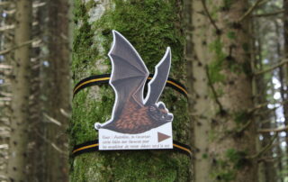 Sentier d'interprétation chauve-souris : Noctula_Coucouron