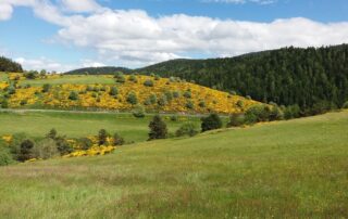Gîtes Les Sapins