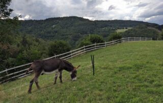 Les Petites Cahutes | La calèche western_Lafarre