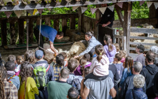 Fête de la Tonte © Ardelaine
