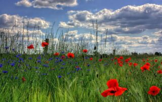 Balade fleurie – Animation Nature