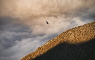 Découverte des oiseaux du plateau