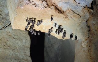 Chauves-souris et ciel étoilé_Sagnes-et-Goudoulet
