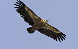 Journée mondiale des vautours et des rapaces_Sagnes-et-Goudoulet