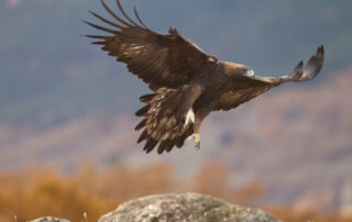 Les rapaces des 5 sucs_Le Béage