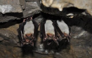 chauve-souris