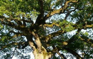 Fête de la nature – autour de l&rsquo;artisanat et du bien-être_Andilly-les-Marais © Pixabay