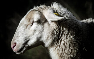 Ardelaine Site touristique © Scop Ardelaine Ardelaine Site touristique © Scop Ardelaine