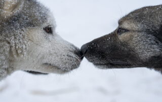 La Grande Odyssée Royal Canin – Étape 8 : Saint François Longchamp – Valmorel-Doucy_Saint François Longchamp © Crédits photo - Benoît Diacre