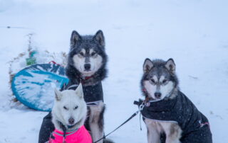 La Grande Odyssée Royal Canin : 3ème étape_Les Déserts © francois-xavier-repellin