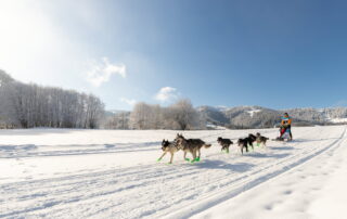 La Grande Odyssée Royal Canin : 3ème étape_Les Déserts © maelys-pommier