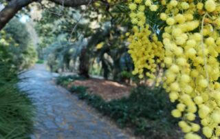 Visite thématique « L’Odyssée des Mimosas »_Rayol-Canadel Sur Mer © Goscha Besançon
