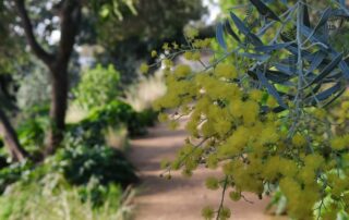 Visite thématique « L’Odyssée des Mimosas »_Rayol-Canadel Sur Mer © Goscha Besançon