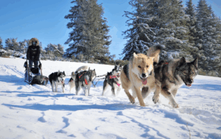 Artik Basterds : Baptême Traîneau Artik Basterds : Baptême Traîneau