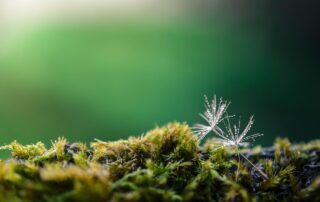 Graines : une exposition qui fait pousser la curiosité_Saint-Étienne © Image par Virvoreanu Laurentiu de Pixabay