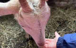 Petit paysan_Les Estables © Cathy