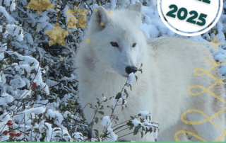 Le parc des loups du Gévaudan_Saint-Léger-de-Peyre