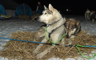 La Grande Odyssée Royal Canin – Col du Mont Cenis Val Cenis © R. TISSOT