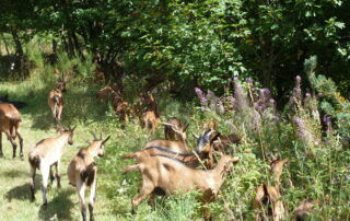 Nos biquettes © Lucile AUBRY