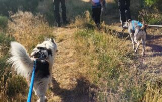 Cani-rando et baptême Kart avec Artik Basterds © Artik Basterds