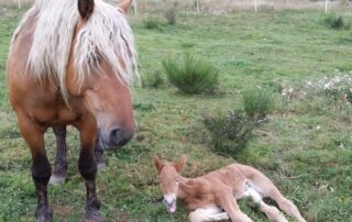 Gîte des Tranchouses : La Grange © RB