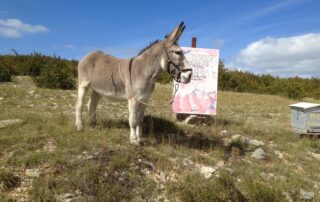 Balade et randonnée avec un âne – Le Mas des ânes © Le Mas des ânes