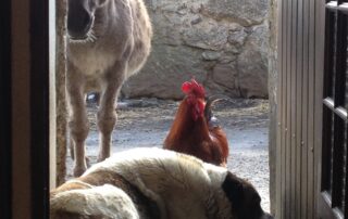 Balade et randonnée avec un âne – Le Mas des ânes © Le Mas des ânes