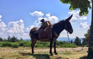 Balade et randonnée avec un âne – Le Mas des ânes