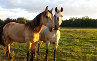 Guide et enseignante équestre – Edwige Pechoux