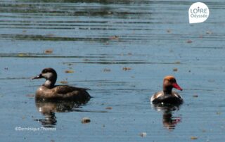 Sortie Oiseaux Loire Odyssée © Dominique Thomas