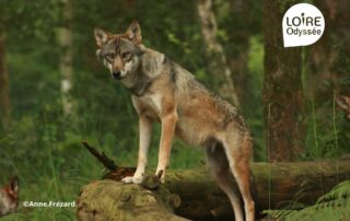 Conférence loup Angers-Saumur-Loire Odyssée © Anne Frezard