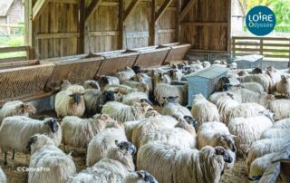 Sortie visite de la Bergerie à Saint Remy la Varenne avec Loire Odyssée