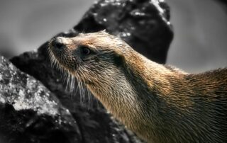 Chasse au trésor « loutre » – Animation Nature