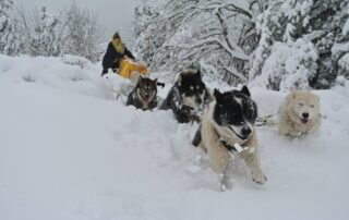 Chiens de traîneau avec La Vallée d&rsquo;Amarok