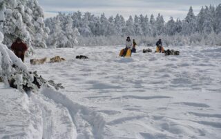 Chiens de traîneau avec La Vallée d&rsquo;Amarok © La Vallée d'Amarok