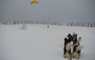 Chiens de traîneau avec La Vallée d&rsquo;Amarok © La Vallée d'Amarok