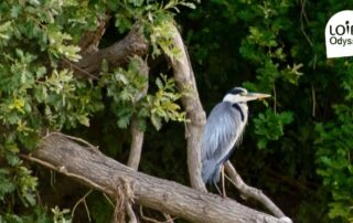 Croisière ornithologique Loire-Odyssée_Loire-Authion © Etienne Begouen