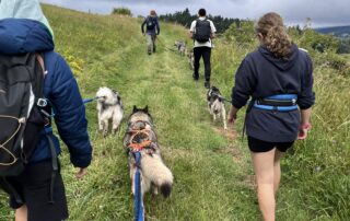 Cani-rando  avec Artik Basterds © @artikbasterds