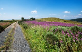 Œuvre La Tour à eau de Gilles Clément – Le Partage des Eaux_Sagnes-et-Goudoulet © OTMA_F.Gramayze