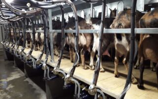 Ferme de Montmoulard – GAEC des Auverchoises © Montmoulard