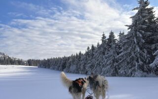 Artik Basterds : Baptême d’attelage