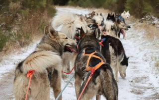 Artik Basterds : Baptême d’attelage © @artikbasterds