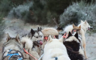 Artik Basterds : Baptême d’attelage © @artikbasterds